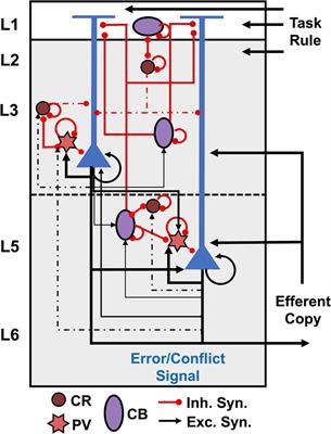 Agranular frontal cortical microcircuit underlying cognitive control in macaques